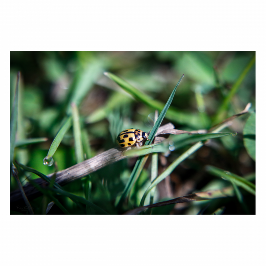 Little yellow ladybug