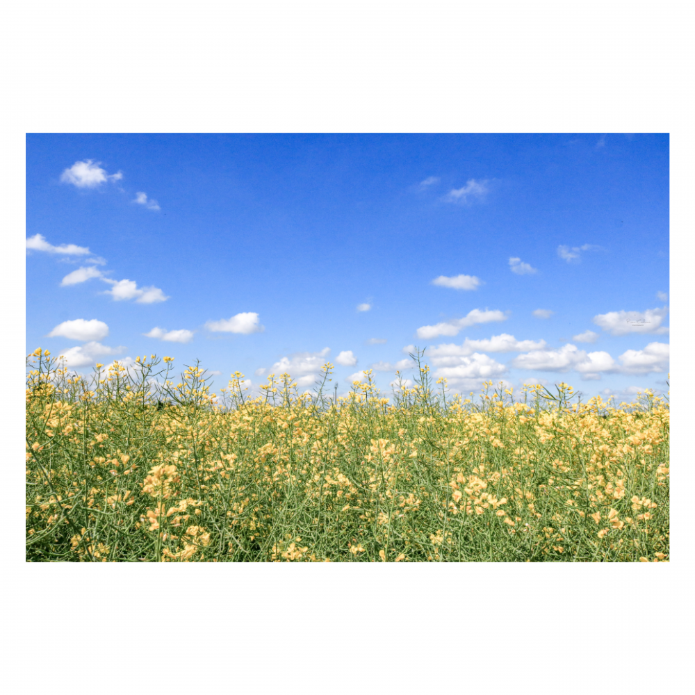 Fiori gialli e cielo blu