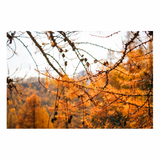 Larici in autunno (Alpe Devero)