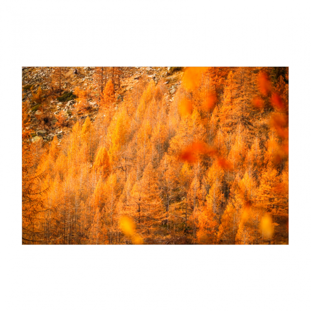 Autumn colors (Alpe Devero)