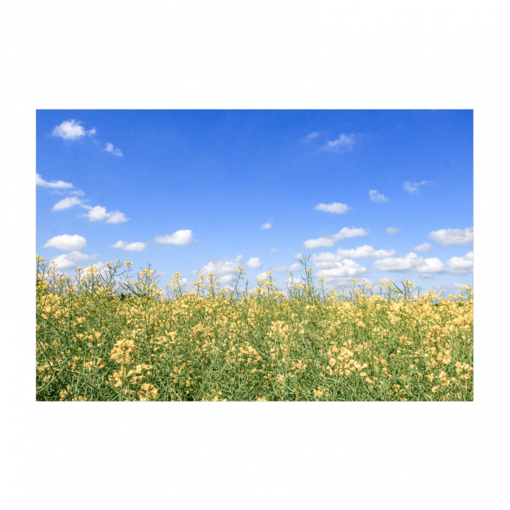 Fiori gialli e cielo blu