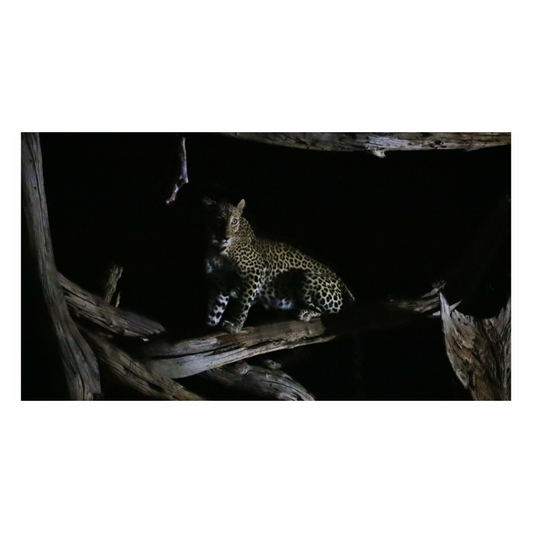 Canvas 80x40 Un leopardo si aggira nella notte (Kenya, Tzavo National Park, Kenya)