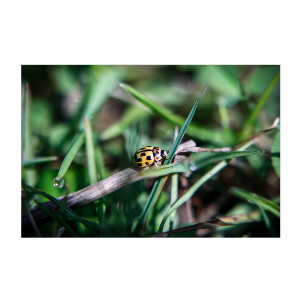 Little yellow ladybug