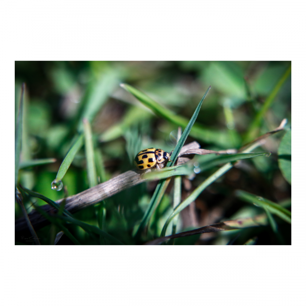 Little yellow ladybug